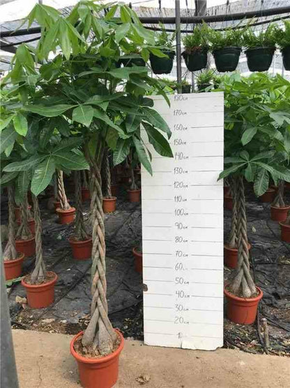 Pachira Aquatica (noix De Malabar, Châtaignier De Guyane, Cacaoyer-rivière) Pot De 10 Litres ? 140/160 Cm