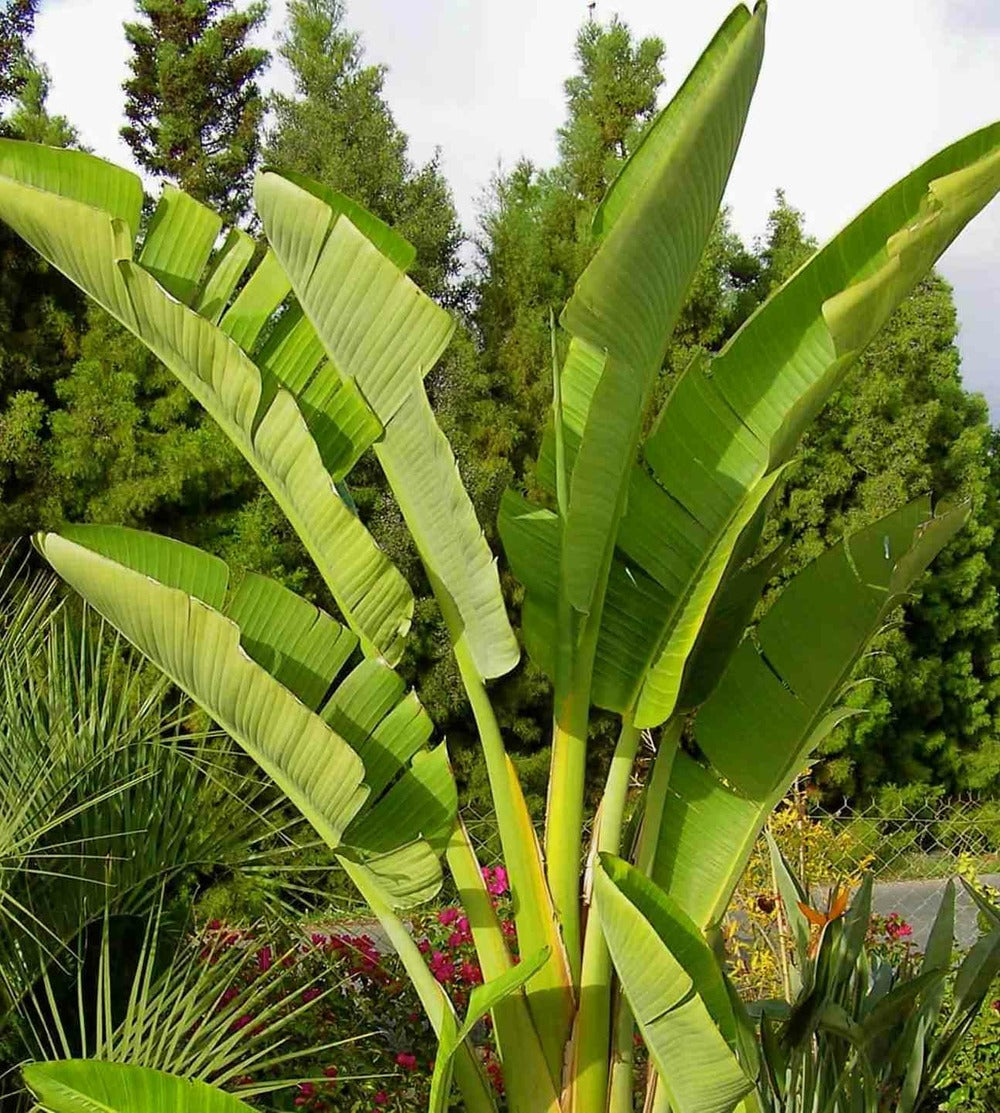  Strelitzia Nicolai (oiseaux Du Paradis Géant) Pot De 2 Litres ? 30/40 Cm -