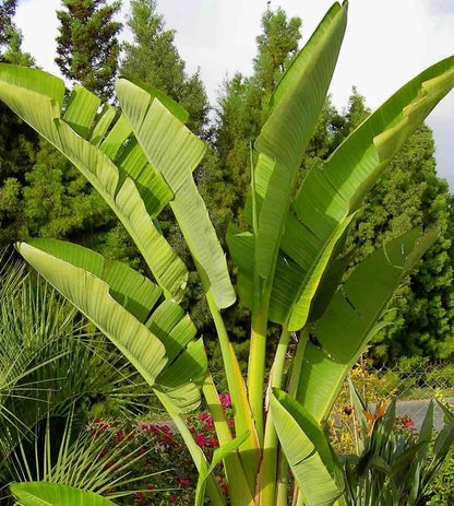  Strelitzia Nicolai (oiseaux Du Paradis Géant) Pot De 2 Litres ? 30/40 Cm -