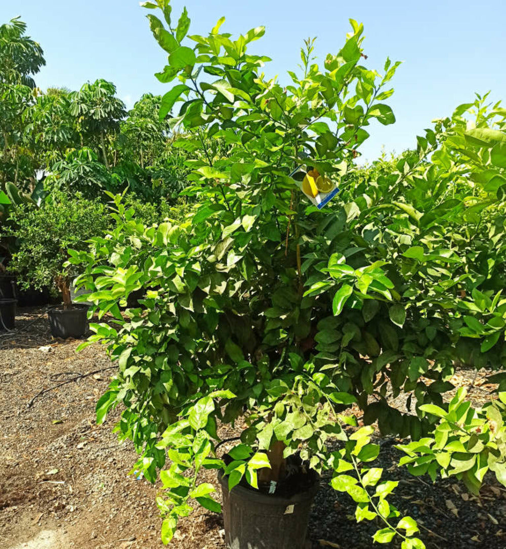  Citrus Limon (citronnier) Pot De 5 Litres - 100/120 Cm