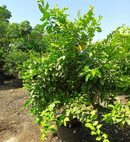  Citrus Limon (citronnier) Pot De 5 Litres - 100/120 Cm