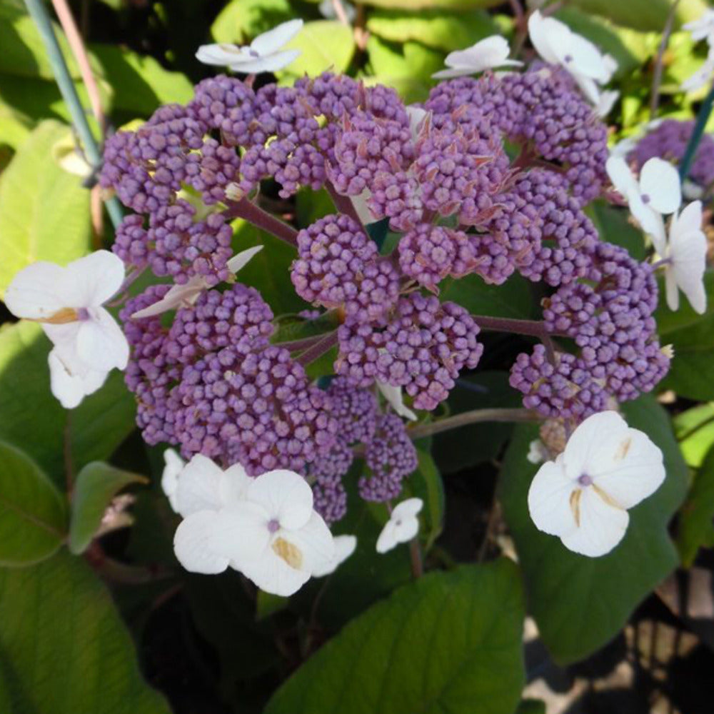 2 X Hydrangea 'sargentiana' - Hydrangea Aspera Sargentiana - 25-30 Cm Pot
