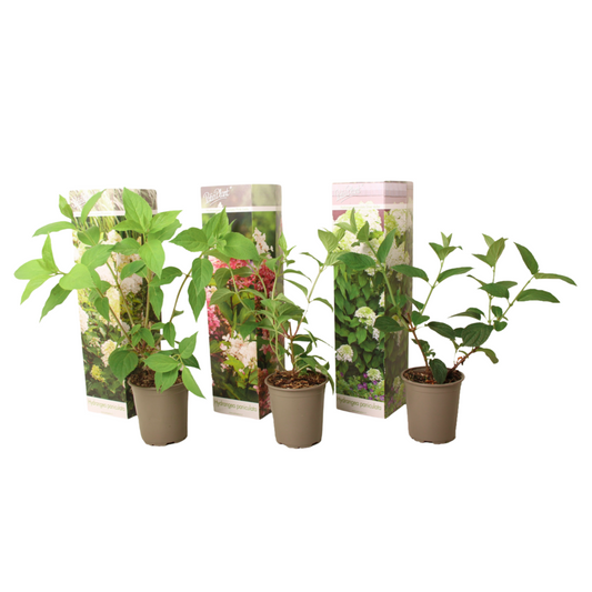  Hortensia - Set De 3 - Hortensia Paniculata - Hauteur 25-35cm - ⌀9cm