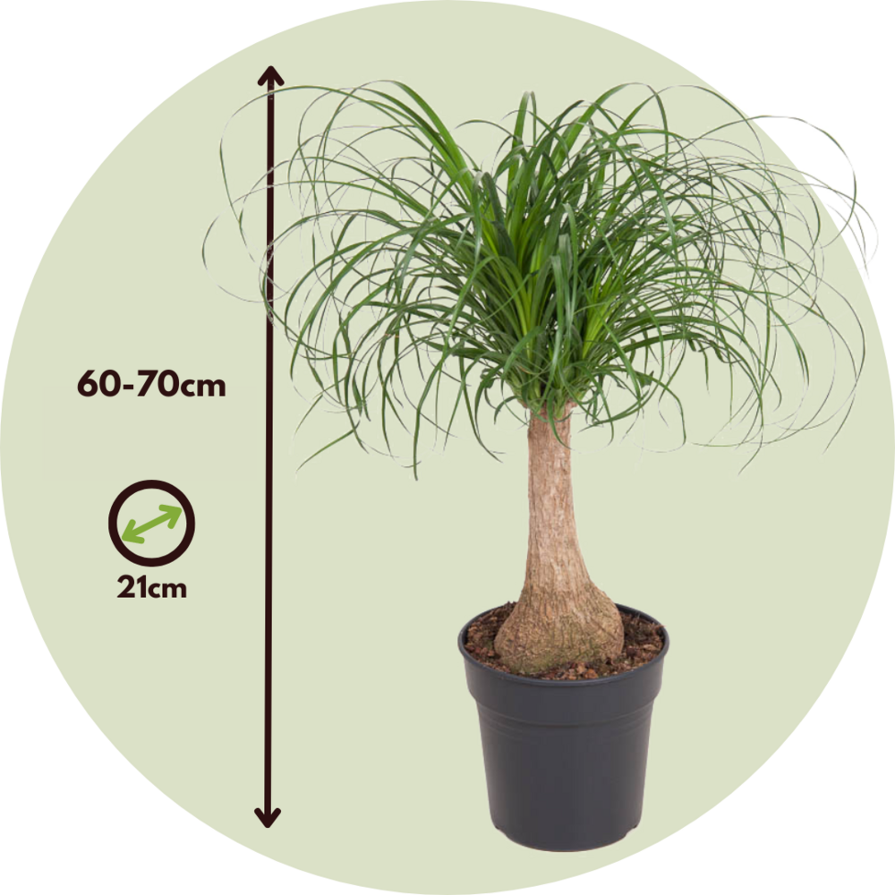  Pied D'éléphant - Beaucarnea 'recurvata' - Hauteur 60-70cm - ⌀21cm