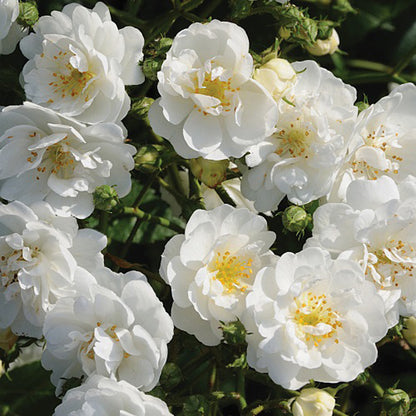  Rosier Grimpante - Rosa 'guirlande D'amour'