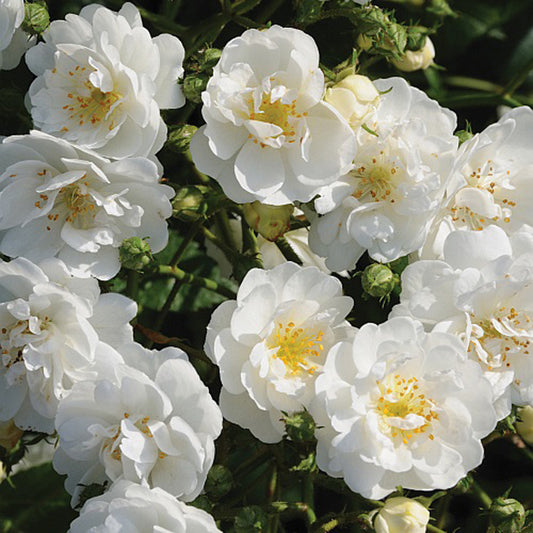  Rosier Grimpante - Rosa 'guirlande D'amour'