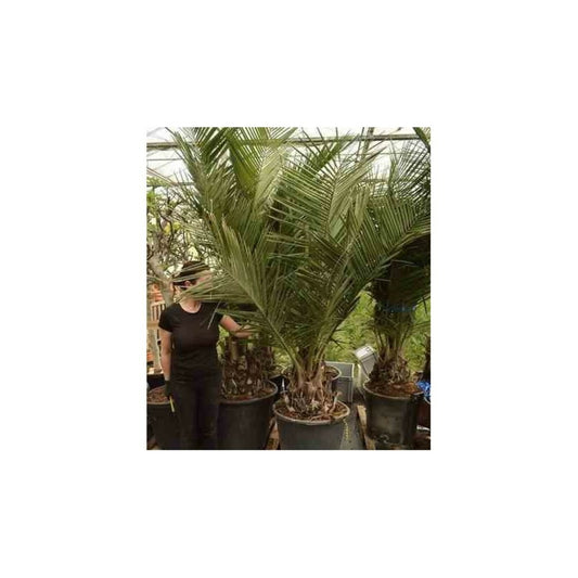  Jubaea Chilensis (cocotier Du Chili, Palmier à Miel, Palmier à Vin) Spécimen Pot 500l - 175/200cm - Pied 70/80