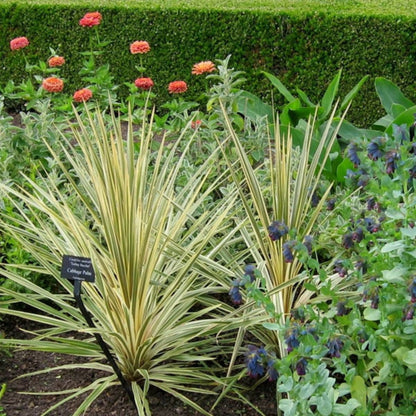  Cordyline Australe Torbay Dazzler/[-]pot De 7,5l - 60/80 Cm