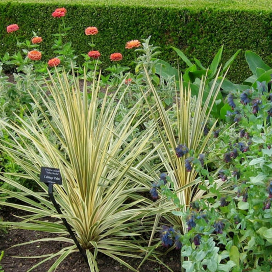  Cordyline Australe Torbay Dazzler/[-]pot De 7,5l - 60/80 Cm