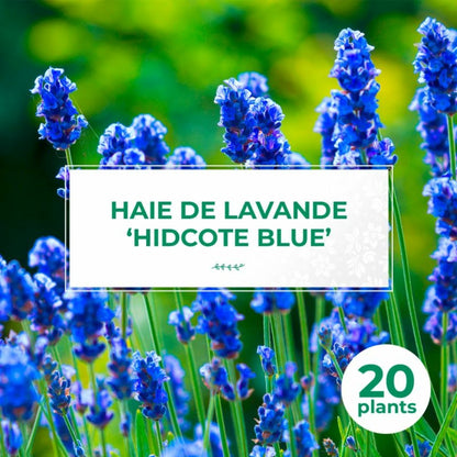  20 Lavandes 'hidcote Blue' (lanvandula 'hidcote Blue') - Haie De Lavande