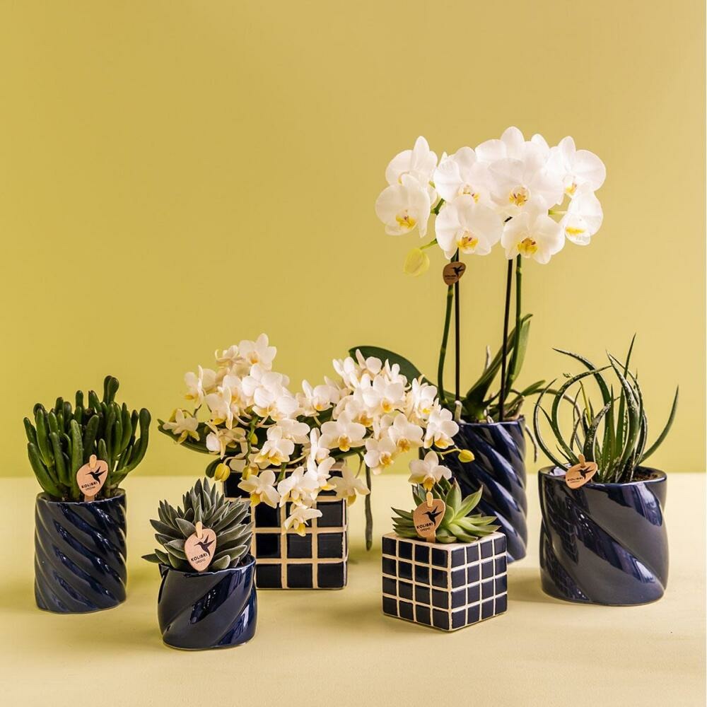  Kolibri Orchids Orchidée Blanche Amabilis + Cache-pot Candy Bleu - Taille De Pot 9cm
