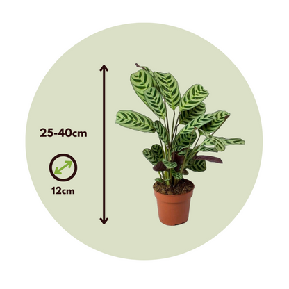  Plante Dormeuse - Set De 2 - Ctenanthe 'burle-marxii' - Hauteur 25-40cm - ⌀12cm