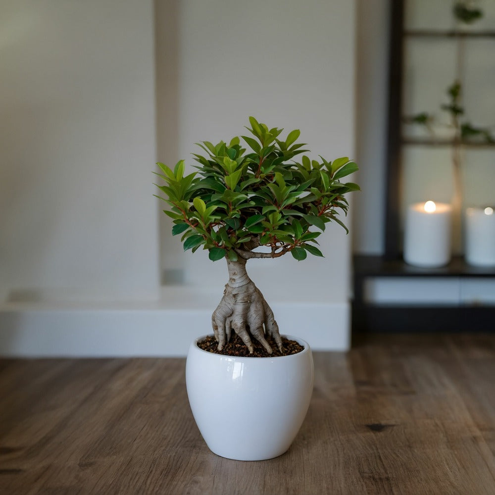  Bonsaï - Set De 4 - Ficus Microcarpa - Hauteur 30-40cm - ⌀12cm