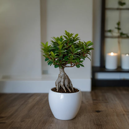  Bonsaï - Set De 4 - Ficus Microcarpa - Hauteur 30-40cm - ⌀12cm