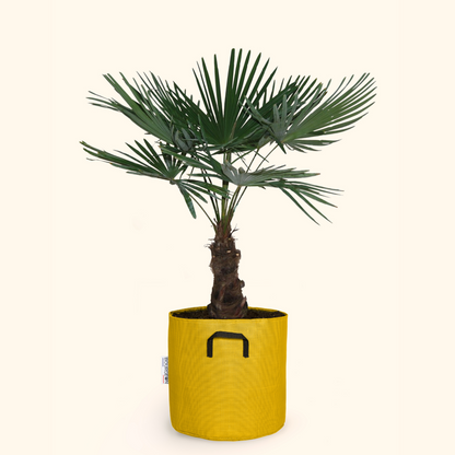  Palmier De Chine - Trachycarpus Fortunei 150cm + Pot Respirant Jaune ø30cm