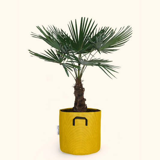  Palmier De Chine - Trachycarpus Fortunei 150cm + Pot Respirant Jaune ø30cm