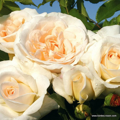  Kordes Rose Des Fées - Rosa 'kosmos'®