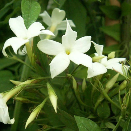  Jasmin Blanc Officinal Jasminum Officinalis 1,5l - 40/60cm