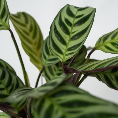  Plante Dormeuse - Ctenanthe 'amagris' - Hauteur 20-30cm - ⌀12cm