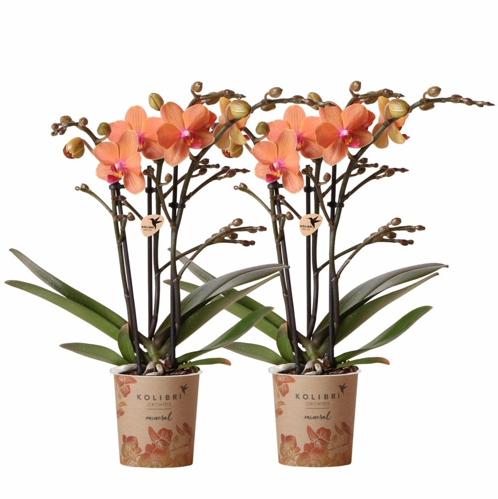 Orchidées Oranges - Lot De 2 35cm - Plante D'intérieur