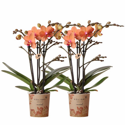  Orchidées Oranges - Lot De 2 35cm - Plante D'intérieur