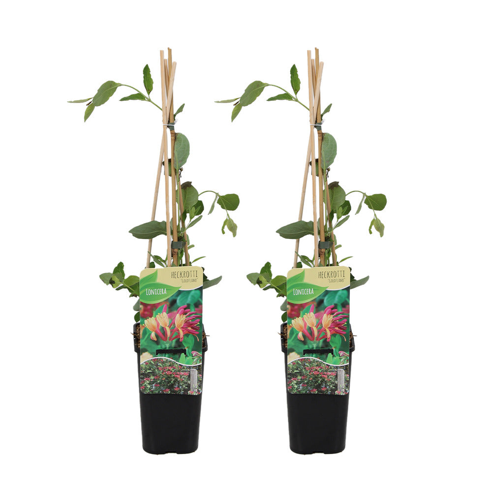 Lot De 2 - Lonicera Heckrottii Goldflame - Chèvrefeuille - Rouge, Jaune - Pot 15cm - 70-80cm De Haut