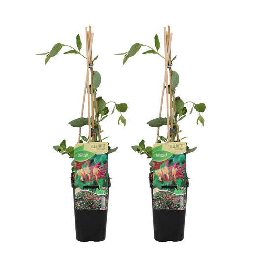  Lot De 2 - Lonicera Heckrottii Goldflame - Chèvrefeuille - Rouge, Jaune - Pot 15cm - 70-80cm De Haut