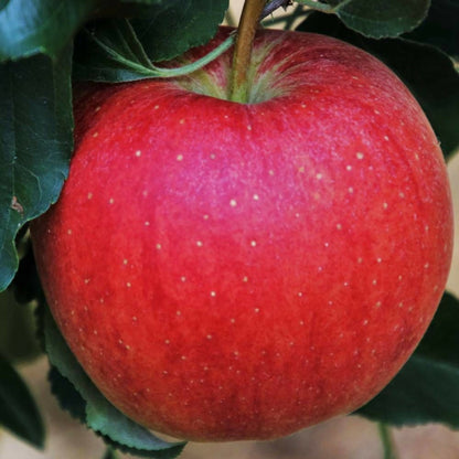  Pommier Boskoop Rouge/[-]pot De 15l - Palmette Oblique - 150/175 Cm