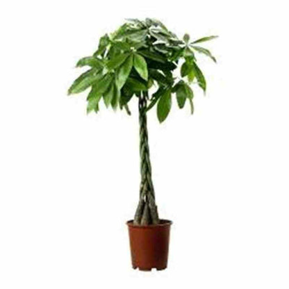  Pachira Aquatica (noix De Malabar, Châtaignier De Guyane, Cacaoyer-rivière) Pot De 10 Litres ? 140/160 Cm