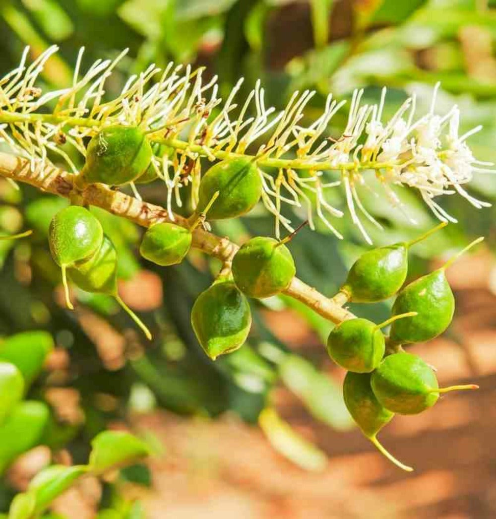  Macadamia Ternifolia (noix De Macadamia) Pot De 15 Litres ? 140/160 Cm