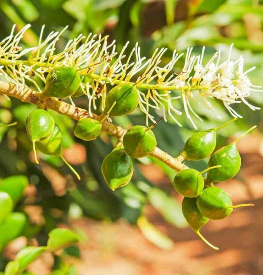  Macadamia Ternifolia (noix De Macadamia) Pot De 15 Litres ? 140/160 Cm