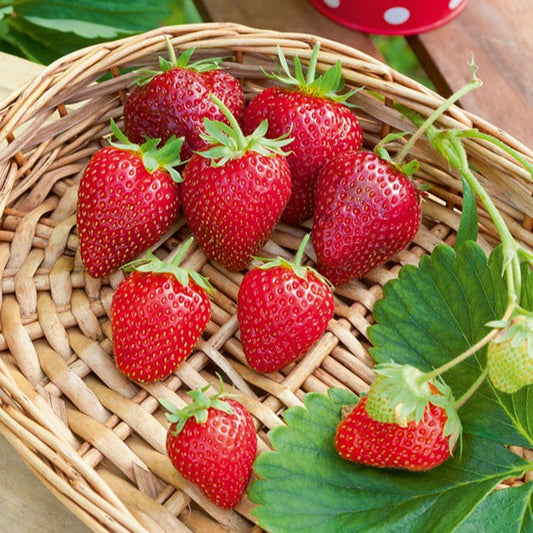  Fraisier Remontant Cirafine - Le Paquet De 6 En Pots De 7 Cm