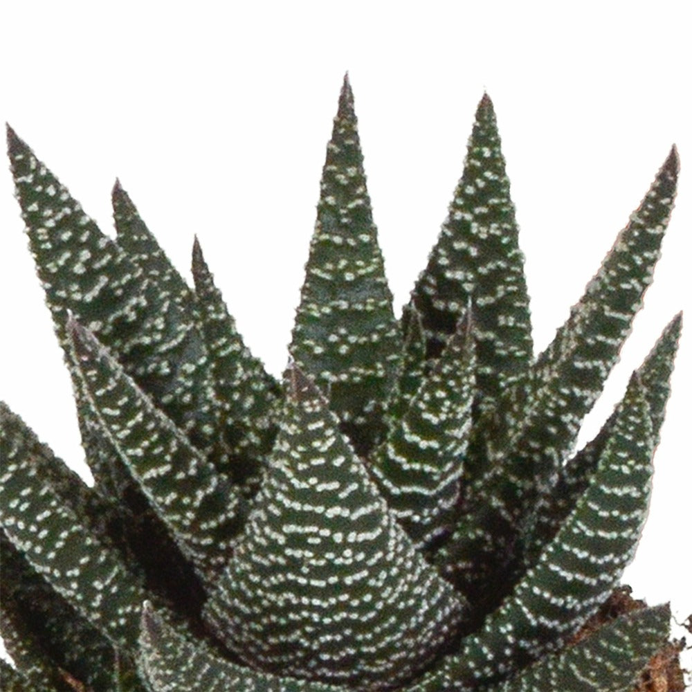  Mix De 3 Gasteria Et Haworthia H18cm