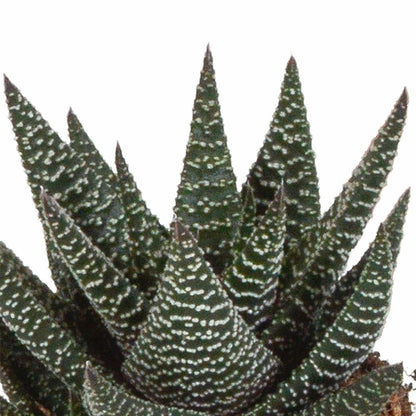  Mix De 3 Gasteria Et Haworthia H18cm