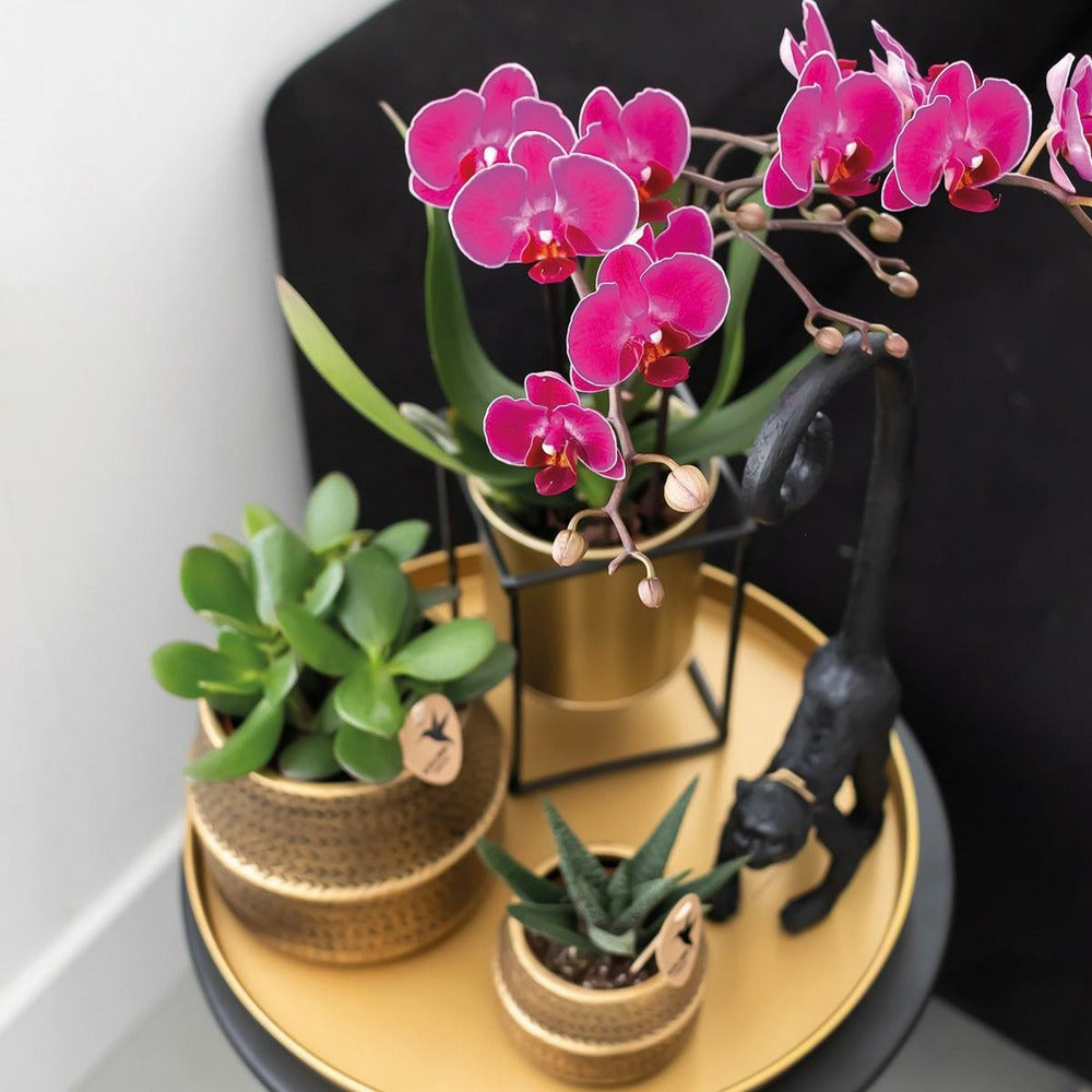  Gift Set Hotel Chic | Orchidée Phalaenopsis Pourpre Et Succulentes
