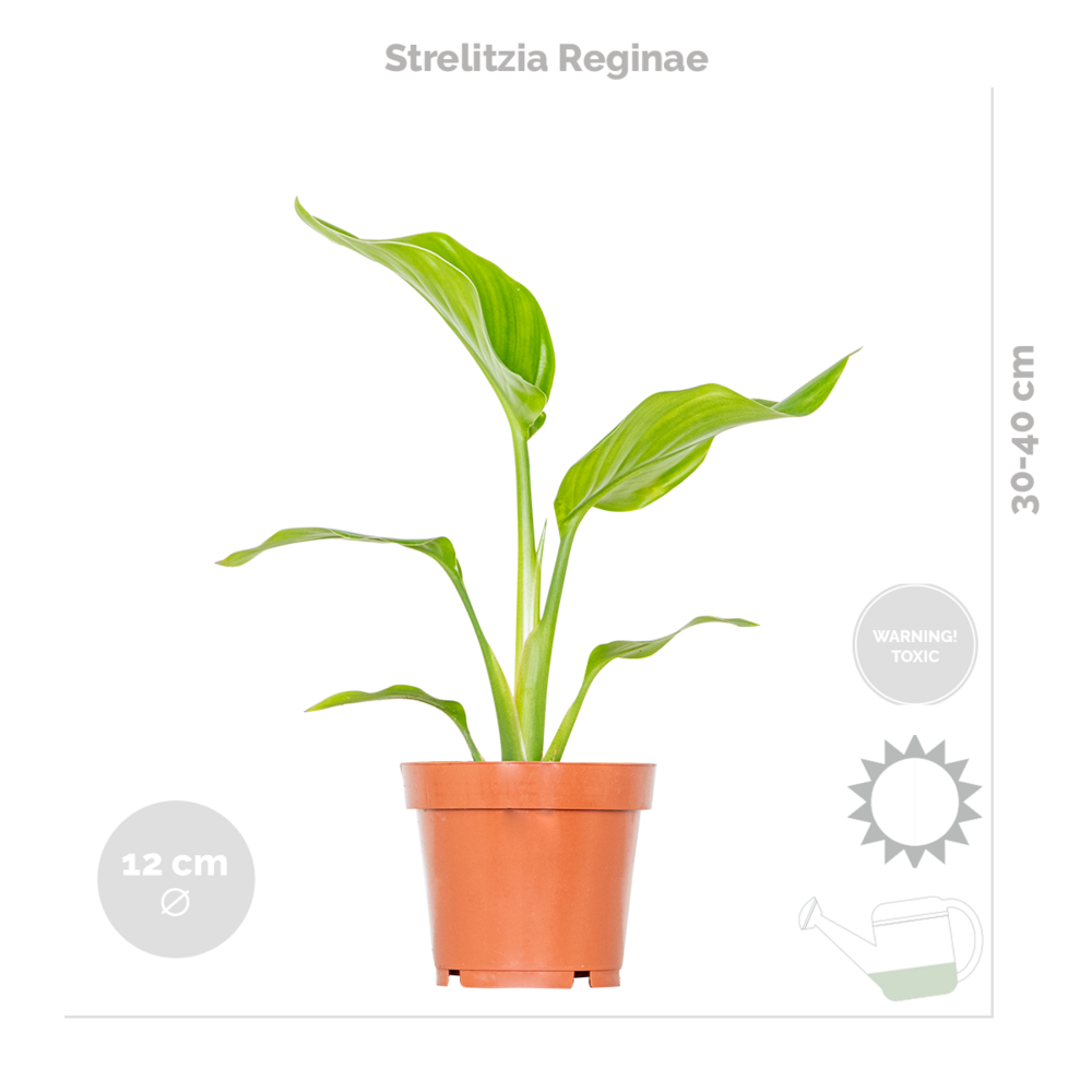  Mélange De Plantes Tendance - Chamaedorea, Dypsis, Musa, Strelitzia - ⌀12 Cm - 20-45 Cm
