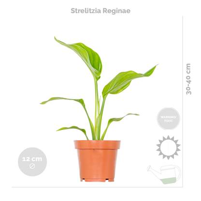  Mélange De Plantes Tendance - Chamaedorea, Dypsis, Musa, Strelitzia - ⌀12 Cm - 20-45 Cm