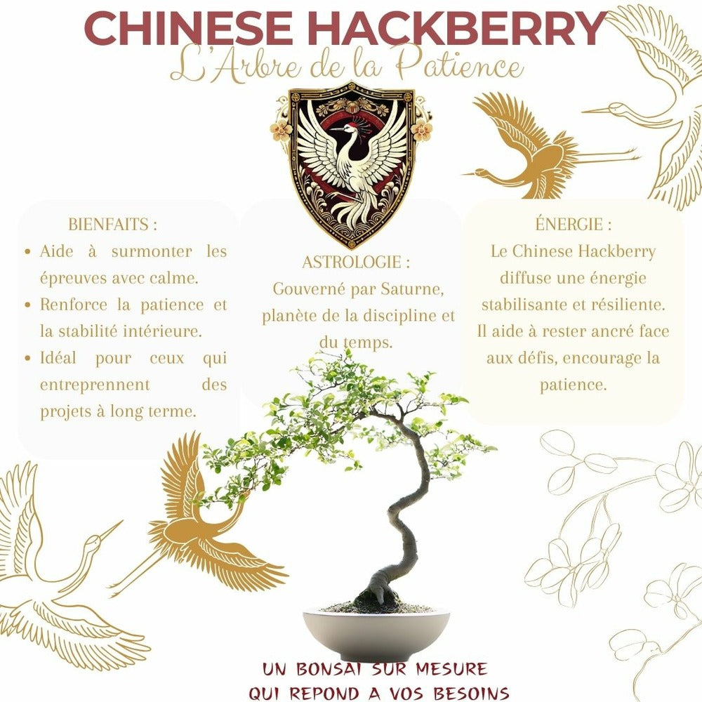  Cultivea - Kit First Bonsai Hackberry Avec Accesoires