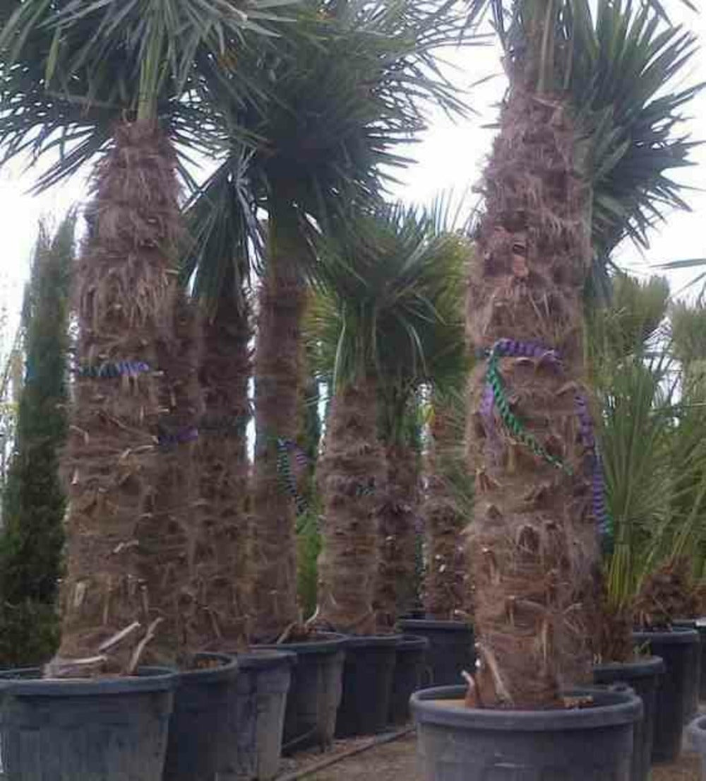  Trachycarpus Fortunei (palmier Chanvre)- Doubletroncs - Tronc A 40-60 Cm - Tronc B 30-50 Cm