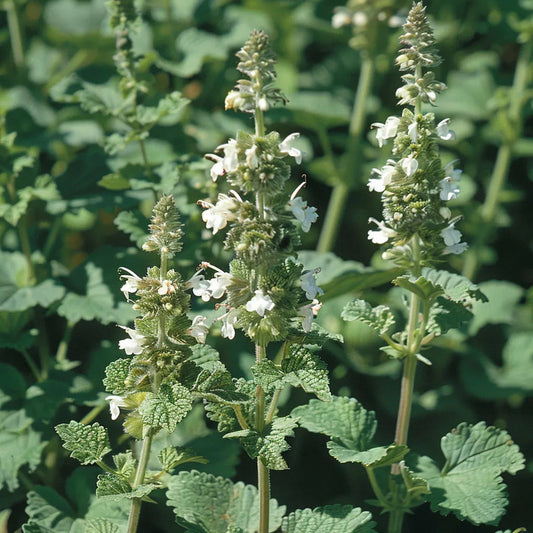  200 Graines De Marrube Blanc (marrubium Vulgare) - Semisauvage Permaculture