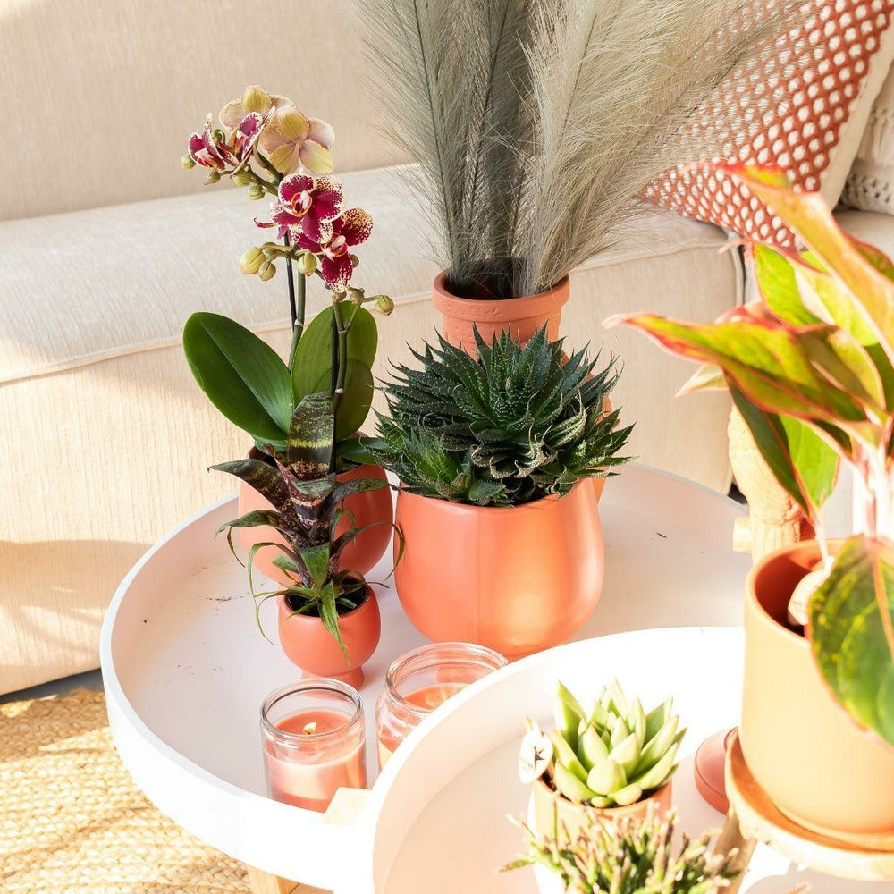  Orchidée Phalaenopsis Spain En Pot Terracotta Scandic 35cm - Plante D'intérieur