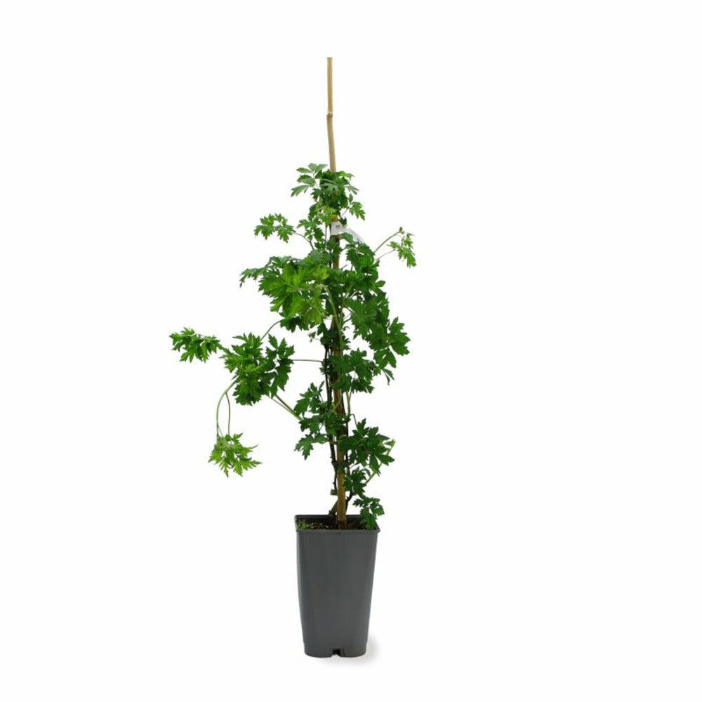  Mûre 'géante Des Jardins' (rubus Fruticosus 'géante Des Jardins')