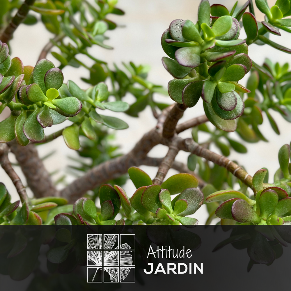 Crassula Ovata - Arbre De Jade - ↕ 80-90 Cm - ⌀ 30 Cm - Cactus Et Plantes Grasses