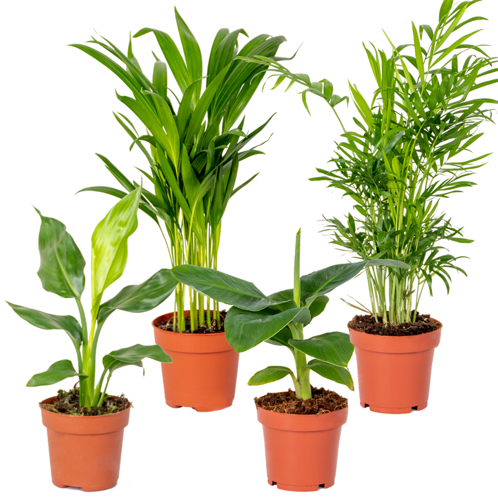  Mélange De Plantes Tendance - Chamaedorea, Dypsis, Musa, Strelitzia - ⌀12 Cm - 20-45 Cm