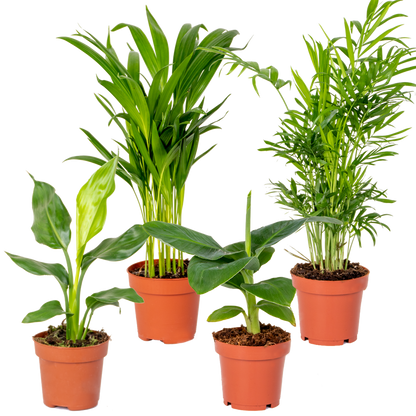  Mélange De Plantes Tendance - Chamaedorea, Dypsis, Musa, Strelitzia - ⌀12 Cm - 20-45 Cm