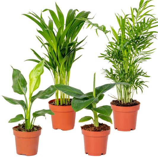  Mélange De Plantes Tendance - Chamaedorea, Dypsis, Musa, Strelitzia - ⌀12 Cm - 20-45 Cm