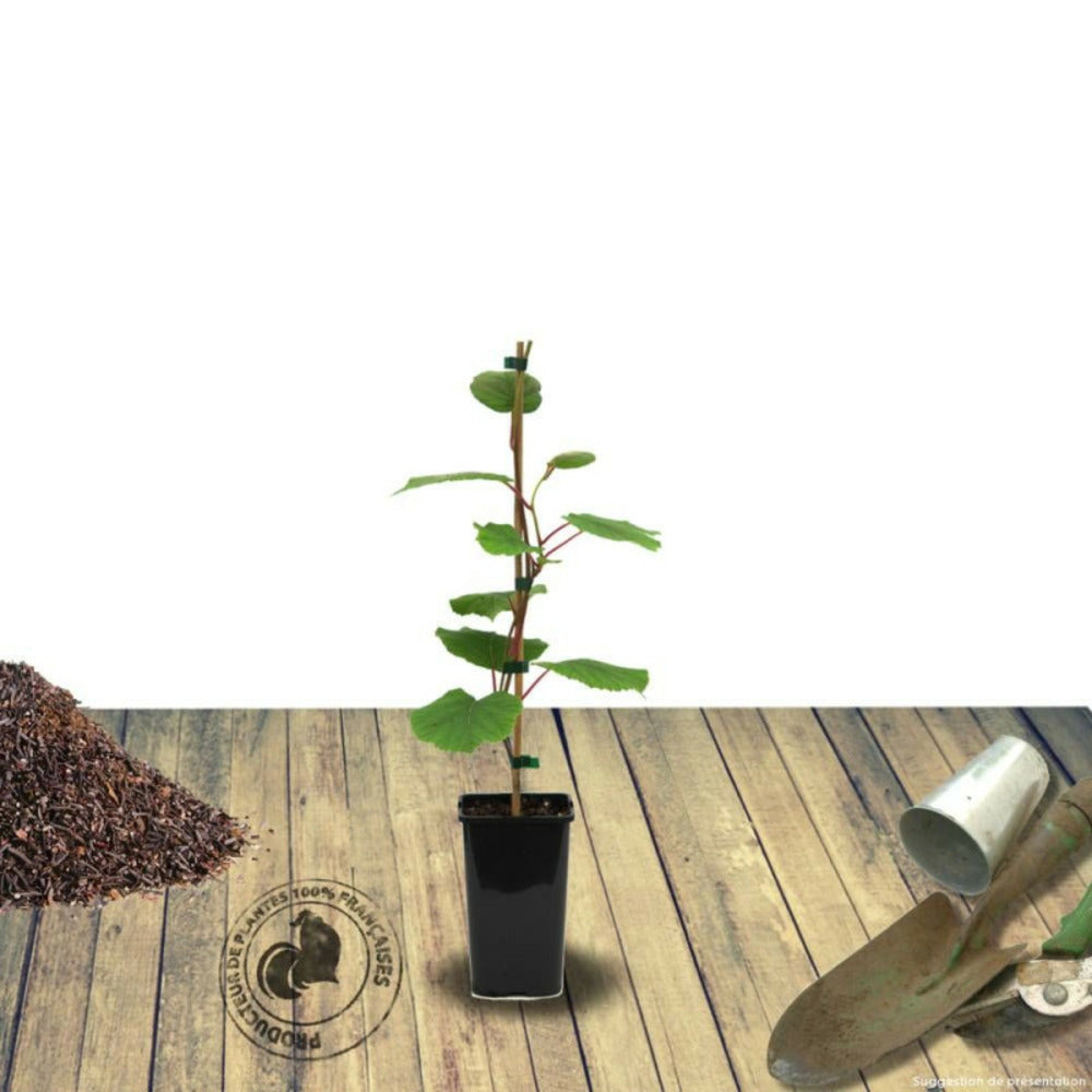  Kiwi Chinensis Tomuri (mâle)/[-]godet - 5/20 Cm