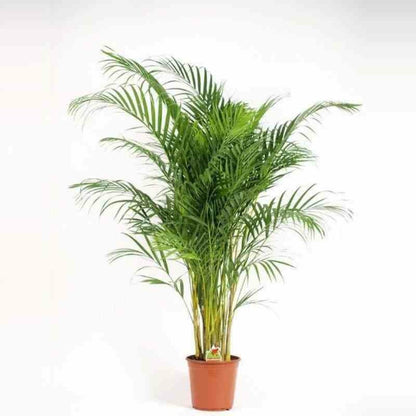  Chrysalidocarpus Lutescens (aréca, Palmier D'arec, Palmier Doré) Pot De 1 Litre -10/30 Cm