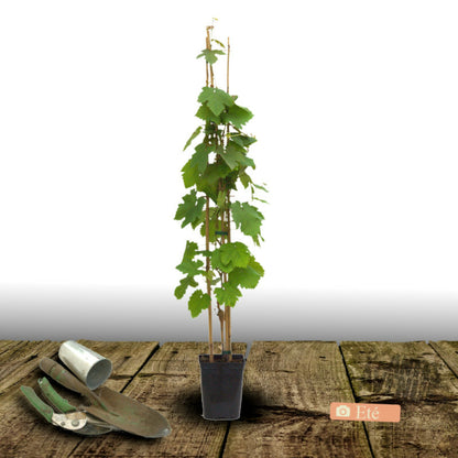  Vigne Vinifera Exalta/[-]pot De 3l - Echelle Bambou 60/120 Cm
