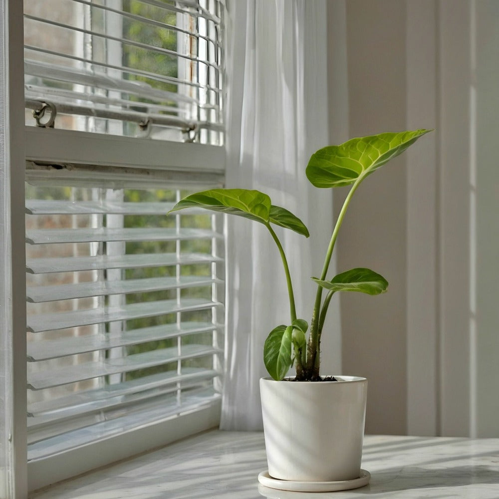  Plante à Grandes Feuilles - Alocasia 'macrorrhizos' - Hauteur 60-70cm - ⌀17cm